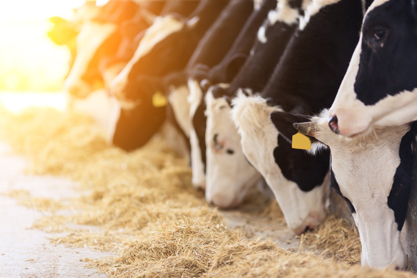 Holstein cows feeding